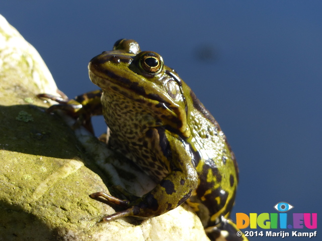 FZ008546 Marsh frog (Pelophylax ridibundus) on rock